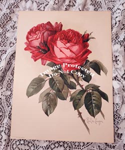 Paul de Longpre original chromolithograph roses print