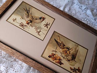 Antique Giacomelli 2 songbird prints old frame